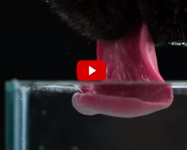 Dog Drinking Water in Slow Motion