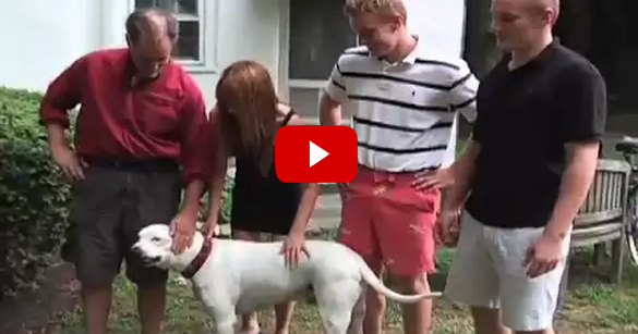 Dog Used as Live Bait Gets a Second Chance at Life