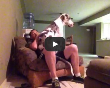 This Giant Lap Dog Will Make You LOL!