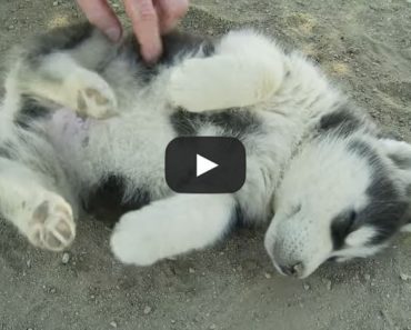 This Husky puppy getting tickled made my day!