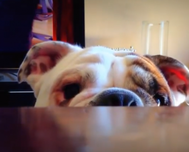 Benny-The-Bulldog-Peekaboo