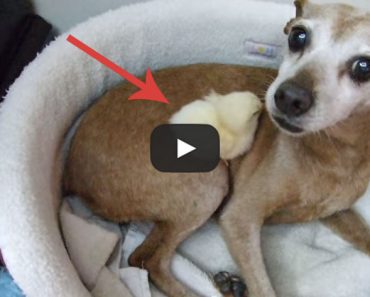 Watch as this Chihuahua takes such great care of this baby chick.