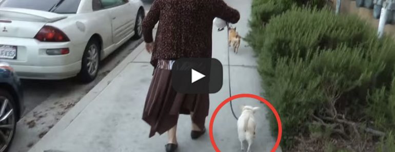 This Chihuahua marks his territory in the funniest way!