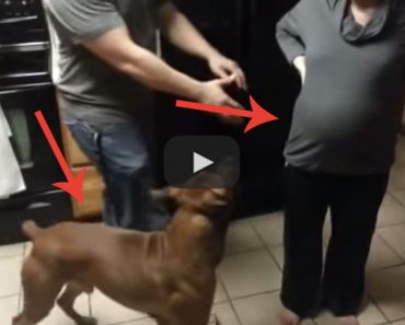 Can dogs tell when a woman is pregnant? Here's your answer!