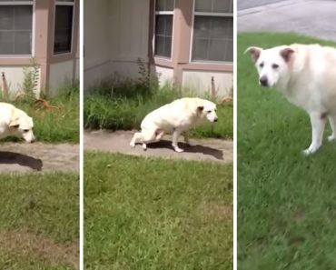 Nobody thought this paralyzed dog would ever walk again, but watch what happens. Amazing!