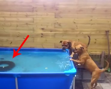 These dogs really want this tire...watch their amazing teamwork!