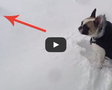 This French Bulldog is having a little difficulty getting to his frisbee in the snow!