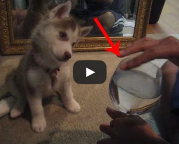 This Husky Puppy's reaction to the sound of a wine glass is adorable!