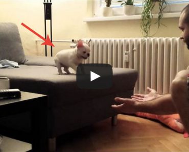 Rocky the French Bulldog learning to jump is so cute!