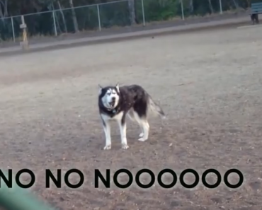 This husky throws a tantrum, and it's hilarious!