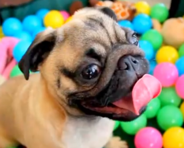 pug-in-a-ball-pit