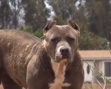 abandoned-pit-bull-hope-for-paws