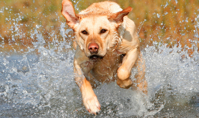 Blind Dog Rescued A Drowning Girl - I Heart Pets