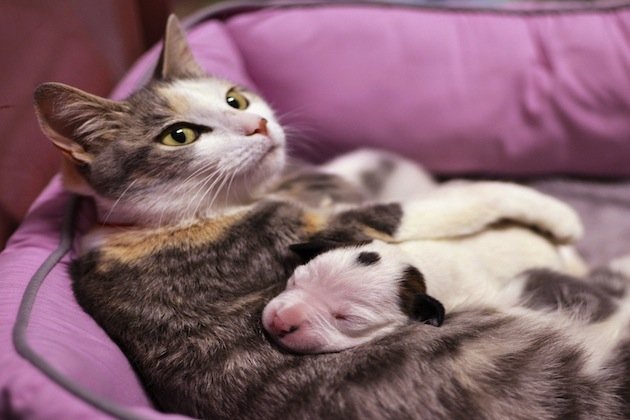 Cat Adopts Puppy And Saves His Life - I Heart Pets