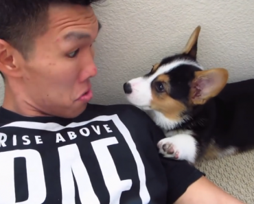 crazy-corgi-crawls-under-bed