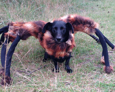 dog-in-a-tarantula-costume