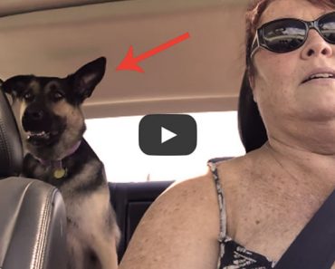 This German Shepherd LOVES her grandma...listen to her say it!