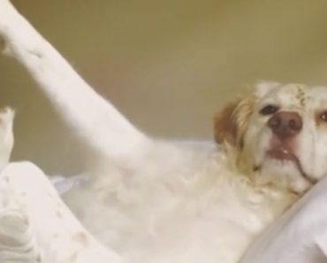 This Cocky Dog Will Make You Laugh in 9 Seconds