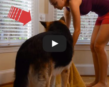 This genius German Shepherd helps his friend bust out of jail!