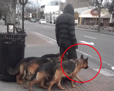 pack of german shepherds