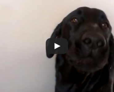 Rev the dog singing his favorite song!