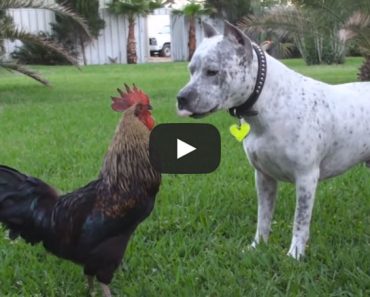 Sharky the Pitbull confronts a rooster!