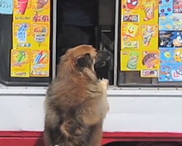 Dog-excited-for-ice-cream