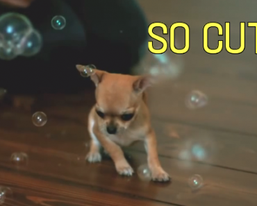 chihuahua-puppy-playing-with-bubbles