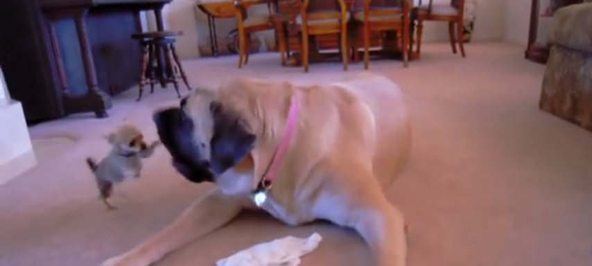 English Mastiff And Chihuahua Play - I Heart Pets