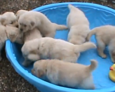 golden-retriever-puppies