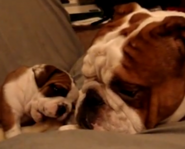 english-bulldog-meets-its-puppy