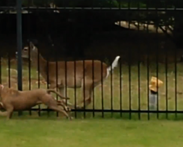 pitbull-and-deer-playing