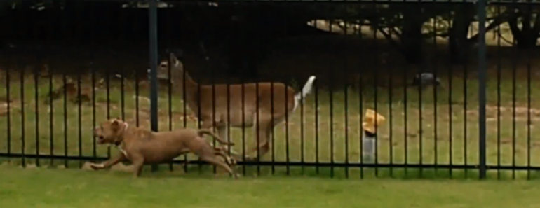 pitbull-and-deer-playing