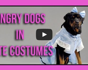 These Angry Dogs in Cute Costumes are so...CUTE!!