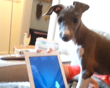 dog-plays-with-ipad