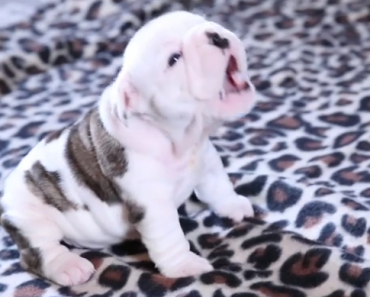 english-bulldog-puppy-whining