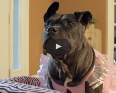 A tail wagging parody of Taylor Swift's Shake It Off featuring Gremlin the Pit Bull!