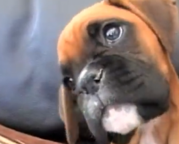 confused-boxer-puppy