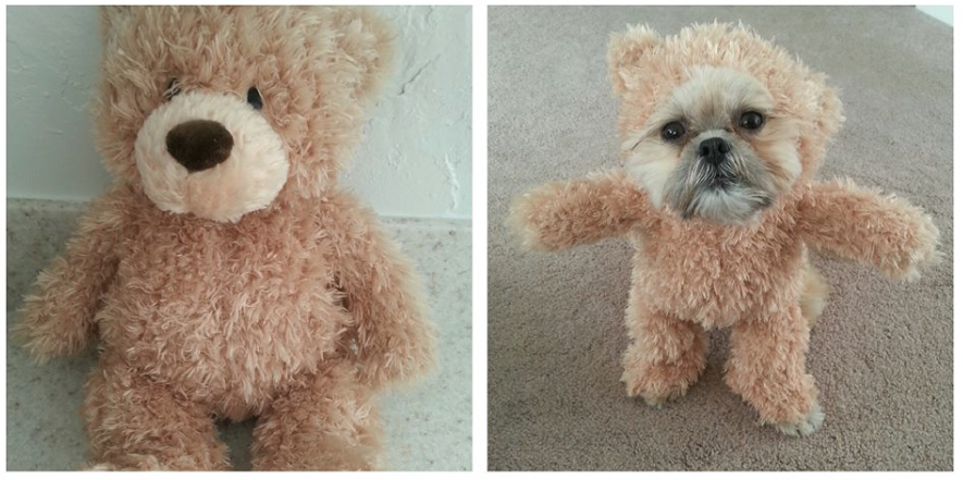 dog in teddy bear suit