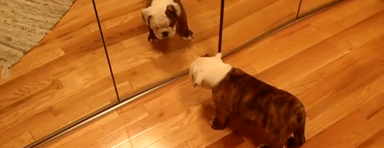 english-bulldog-puppy-sees-reflection