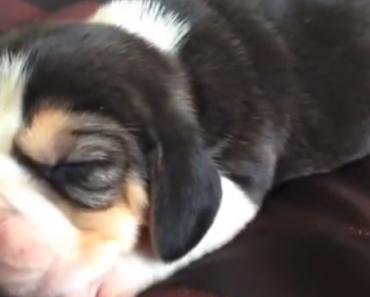 newborn-beagle-puppy