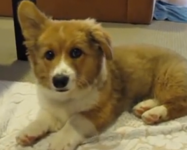 biscuit-the-corgi-puppy-has-hiccups