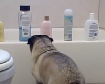 Pug-Attacks-Shampoo-Bottles