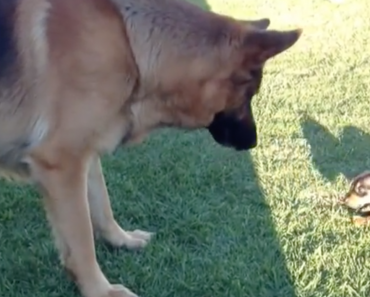 tiny-dachshund-puppy-meets-german-shepherd