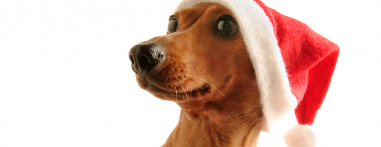 Holiday Hazards Every Pet Owner Should Be Aware Of