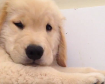 boomer-the-golden-retriever-puppy