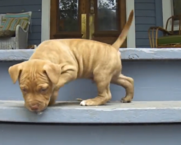 pit-bull-puppies-scared-of-stairs