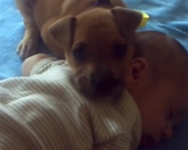 puppy-falls-asleep-on-baby