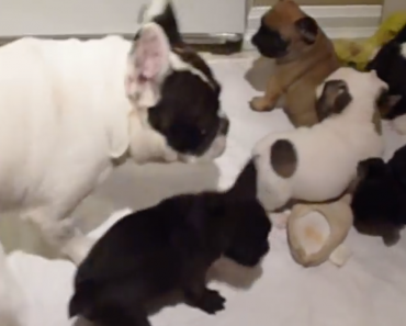 french-bulldog-dad-plays-with-puppies