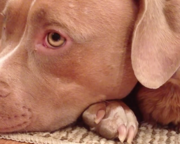 pit-bull-loves-his-guinea-pig